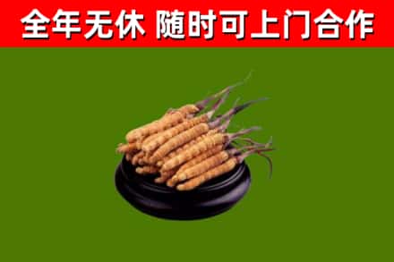和平区回收散虫草