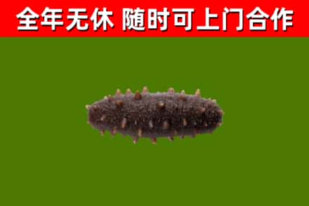 和平区回收海参干